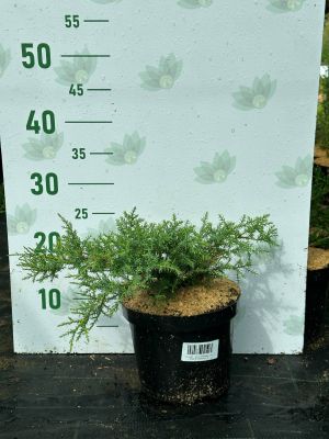 Можжевельник средний Голдкиссен, С3 - Dolina-Sad.Ru