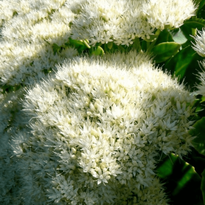 Седум видный Стар Даст Седум видный Стар Даст фото