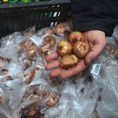 Гладиолус Палома Бланка Гладиолус Палома Бланка фото