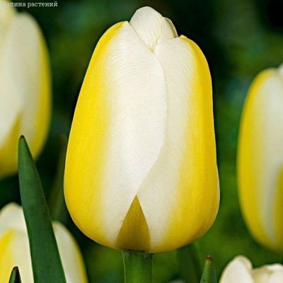 Тюльпан Ле Клин Бланк Тюльпан Ле Клин Бланк - Dolina-Sad.Ru