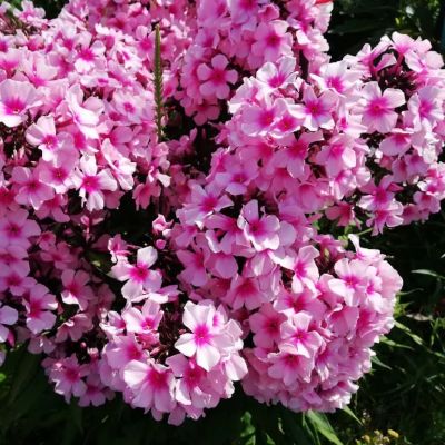 Флокс Брайт Айс Флокс Брайт Айс фото