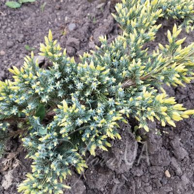 Можжевельник чешуйчатый Холгер, С3 Можжевельник чешуйчатый Холгер, С3 - Dolina-Sad.Ru