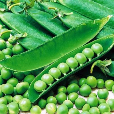 Горох овощной Иловецкий Горох овощной Иловецкий фото