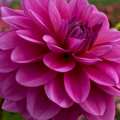 Георгина Будилл - Dolina-Sad.Ru