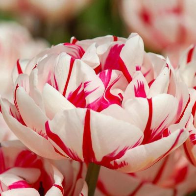 Тюльпан Карнавал в Ницце Тюльпан Карнавал в Ницце фото