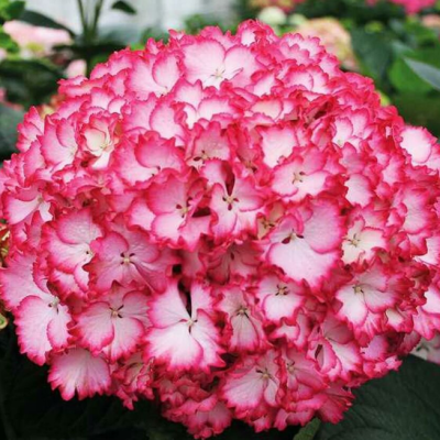 Гортензия крупнолистная Сальса Гортензия крупнолистная Сальса фото