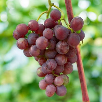 Виноград Русский ранний Виноград Русский ранний фото