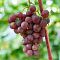 Виноград Русский ранний Виноград Русский ранний фото