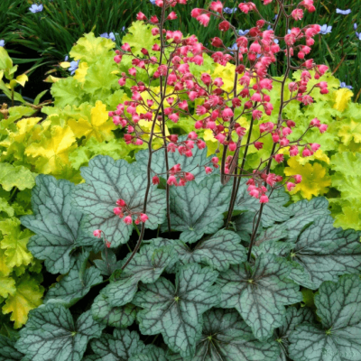 Гейхера Пепперминт Спайс , С1,5 Гейхера Пепперминт Спайс , С1,5 фото