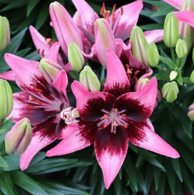 Лилия Тренди Никосия Лилия Тренди Никосия - Dolina-Sad.Ru