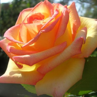 Роза Сальвадор в горшке - Dolina-Sad.Ru