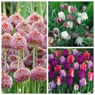 Клумба № 2 (тюльпаны, аллиумы, рябчики) Клумба № 2 (тюльпаны, аллиумы, рябчики) фото