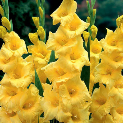 Гладиолус Джексонвиль Голд Гладиолус Джексонвиль Голд фото