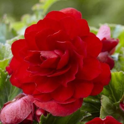 Бегония Мармората фото