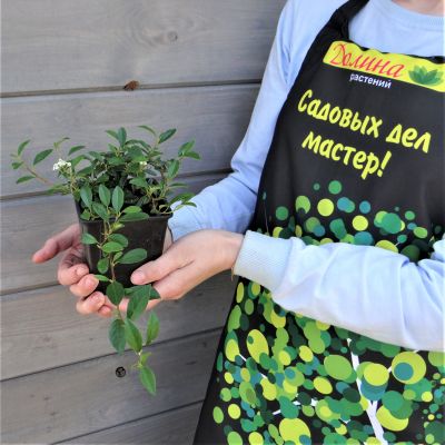 Кизильник иволистный Симпатия Кизильник иволистный Симпатия фото