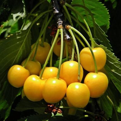 Черешня Черемашная Черешня Черемашная фото