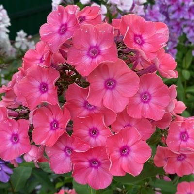 Флокс метельчатый Лариса Флокс метельчатый Лариса - Dolina-Sad.Ru