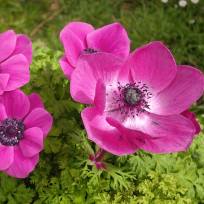 Анемона Сильфид Анемона Сильфид фото