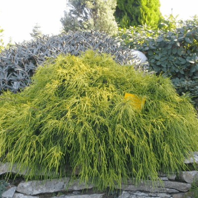 Кипарисовик горохоплодный Санголд, С3 Кипарисовик горохоплодный Санголд, С3 - Dolina-Sad.Ru