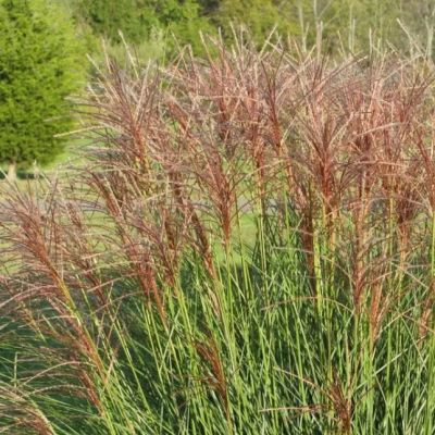Мискантус китайский Аутумн Ред , C3 Мискантус китайский Аутумн Ред , C3 фото