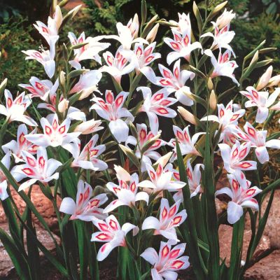 Гладиолус Нимф Гладиолус Нимф - Dolina-Sad.Ru