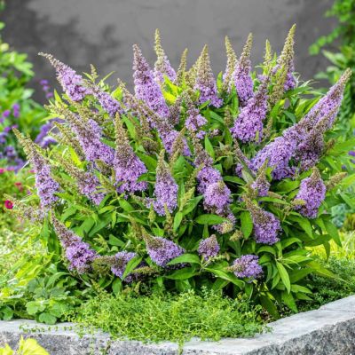 Буддлея Давида Баттерфляй Канди Литл Лила - Dolina-Sad.Ru