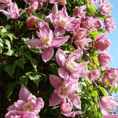 Клематис Маркхамс Пинк Клематис Маркхамс Пинк фото