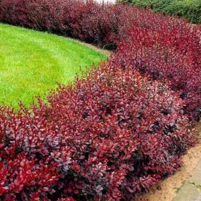 Барбарис Тунберга Атропурпуреа, С7,5 - Dolina-Sad.Ru