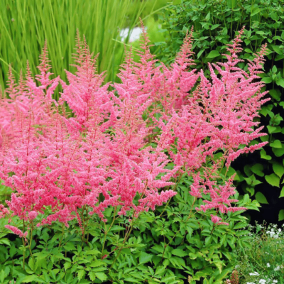 Астильба Арендса Каттлея , P9 Астильба Арендса Каттлея , P9 фото