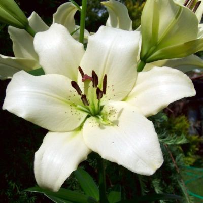 Лилия Эрколано (в горшке) Лилия Эрколано (в горшке) фото