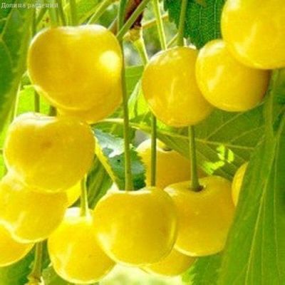 Черешня Журба фото