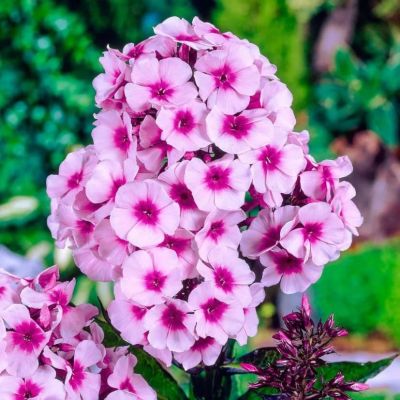 Флокс Брайт Айс Флокс Брайт Айс фото