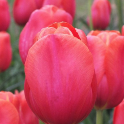 Тюльпан Реноун Тюльпан Реноун - Dolina-Sad.Ru