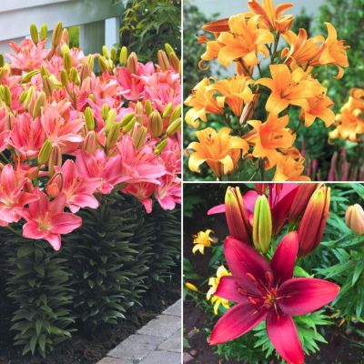 Набор лилий Румба Набор лилий Румба - Dolina-Sad.Ru