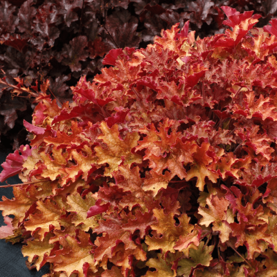 Гейхера Джинджер Пич , С1,5 фото