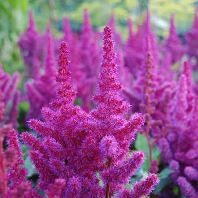 Астильба Висионс ин Ред Астильба Висионс ин Ред фото