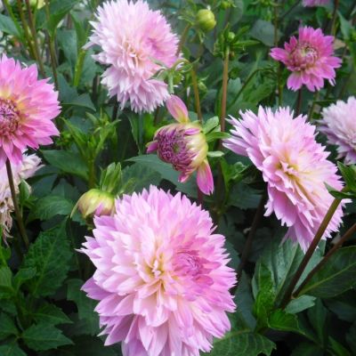 Георгина Сакура Фубуки - Dolina-Sad.Ru