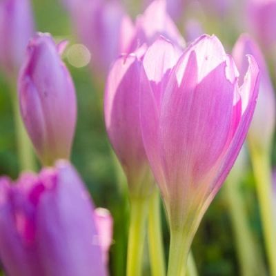 Крокус Зонатус фото