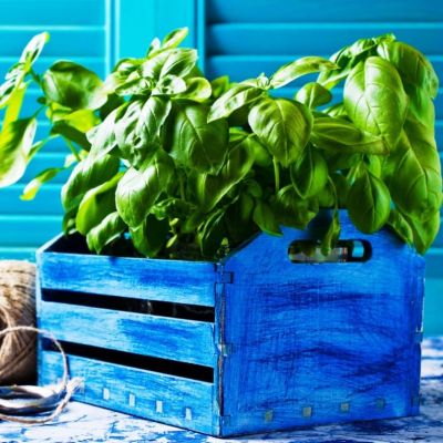 Базилик Русский гигант, зеленый Н12 Базилик Русский гигант, зеленый Н12 фото