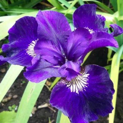 Ирис Ширли поуп Ирис Ширли поуп фото