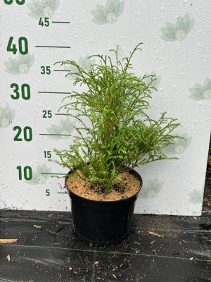 Туя западная Мистер Боулинг Болл, С2 - Dolina-Sad.Ru