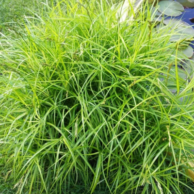 Осока пальмовидная фото