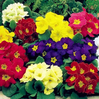 Примула высокая Голд Наггет Микс фото