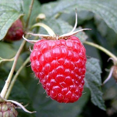 Малина Полана (супер ремонтантная), C3 (2 года) - Dolina-Sad.Ru