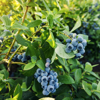 Голубика высокорослая Фламинго Голубика высокорослая Фламинго фото