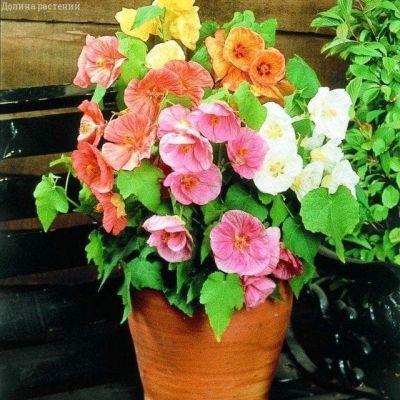 Абутилон Органза, смесь фото