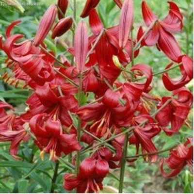 Лилия Ред Вельвет 2 шт Лилия Ред Вельвет 2 шт фото