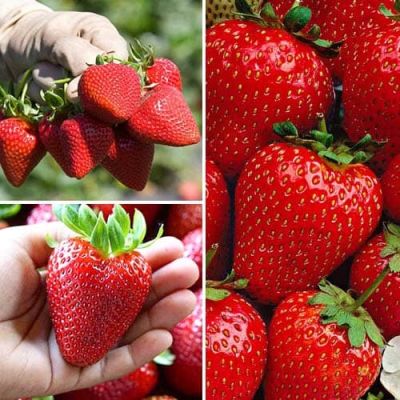 Клубника Монтерей/Ремонтантная Клубника Монтерей/Ремонтантная фото