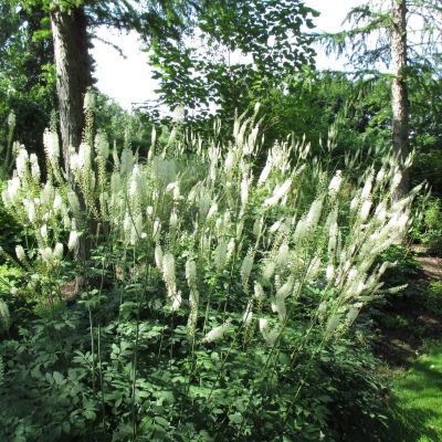 Тысячелистник Триколор - Dolina-Sad.Ru