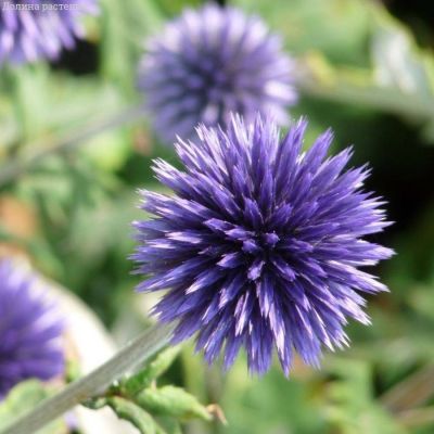 Мордовник Вейчс Блю - Dolina-Sad.Ru